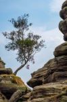 Scenic View Of A Tree Growing On Brimham Rocks In Yorkshire Dale Stock Photo