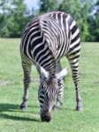 Image Of A Zebra Eating The Grass On A Field Stock Photo