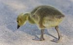 Isolated Photo Of A Cute Chick Of Canada Geese Stock Photo