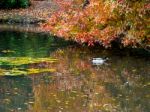Mallard  And Tree Leaves Changing Colour In Autumn Stock Photo