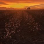 Cotton Field In Oakey, Queensland Stock Photo