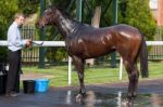 Lingfield, Surrey/uk - May 10 : Cooling Down Racehorse After Rac Stock Photo