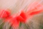Blurred Poppies Stock Photo