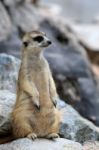 Meerkat Standing Alert And Watchful Stock Photo