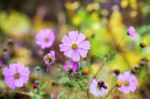 Purple Flowers With Blurred Background Stock Photo