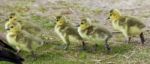 Beautiful Image With Five Cute Chicks Of The Canada Geese Going Through The Grass Field Stock Photo