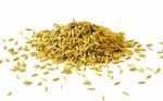Pile Of Paddy Rice And Rice Seed On The White Background For Isolated Stock Photo
