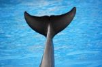 Dolphin Tail Stock Photo