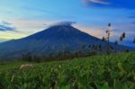 Tobacco Field And Sumbing Mount Stock Photo
