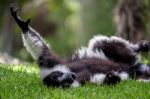 Black-and-white Ruffed Lemur (varecia Variegata) Stock Photo