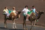 Lanzarote, Canary Islands/spain - August 8 : Caravan Of Camels C Stock Photo