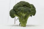 Broccoli Vegetable Isolated On White Stock Photo