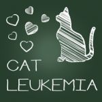 Cat Leukemia Represents Malignant Pedigree And Cancer Stock Photo