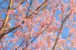 Wild Himalayan Cherry ( Prunus Cerasoides ) ( Sakura In Thailand Stock Photo
