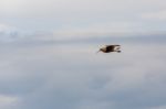 Eurasian Curlew (numenius Arquata) Stock Photo