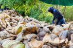Farmer Cutting Coconut Shell Stock Photo