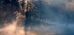 Trees In Forest Covered With Fog Stock Photo