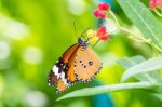 Orange Black Pattern Butterfly On Bunch Stock Photo