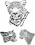 Leopard Heads Stock Photo