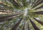 Sequoia Trees Stock Photo