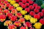 Colorful And Beautiful Thai Cactus Stock Photo