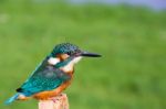 European Kingfisher In Front Of Green Grass Stock Photo
