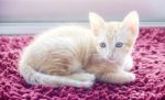 Orange Domestic Kitten Sitting Isolated On Red Carpet Stock Photo