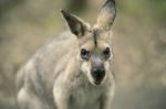 Wallaby Outside By Itself Stock Photo