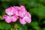 Pink Geranium Flowers Stock Photo