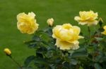 Beautiful Yellow Roses (rosa) On Display At Butchart Gardens Stock Photo
