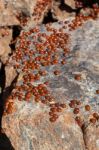 A Swarm Of Ladybirds (coccinellidae) Stock Photo
