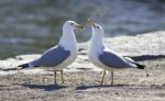 Cute Pair Of Gulls On The Shore Stock Photo