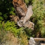 Benalmadena, Andalucia/spain - July 7 : Eurasian Eagle-owl (bubo Stock Photo