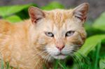 Ginger Cat Stock Photo