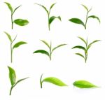 Set Of Green Tea Leaf Isolated On White Background Stock Photo
