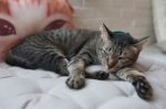Cute Little Cat Kitten Sleeps Stock Photo