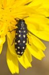 Beetle (acmaeodera Degener) Stock Photo
