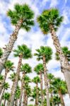 Group Of High Straight Palm Trees Stock Photo