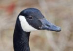 Beautiful Portrait Of A Cute Canada Goose In The Lake Stock Photo