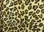 Leopard Skin Stock Photo