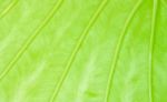 Texture Of A Green Leaf Stock Photo