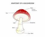 Pars Of A Mushroom Stock Photo