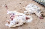 Dead Chicken From Avian Influenza In Farm Stock Photo