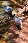 Fuengirola, Andalucia/spain - July 4 : Black Crowned Cranes At T Stock Photo