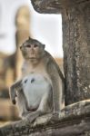 Long-tailed Macaque Female Monkey Sitting On Ancient Ruins Of An Stock Photo