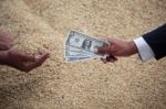 Hand Of Businessman And Farmer Trading Rice Grain With Dollar No Stock Photo
