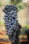 Ripe Grapes Hanging On Tree Display In Food Festival Stock Photo