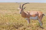 Impala Antelope In Africa Stock Photo