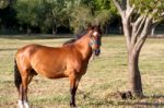 Domestic Horses In The Argentine Countryside Stock Photo