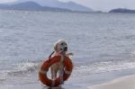 Rescue Dog With Preserver Stock Photo